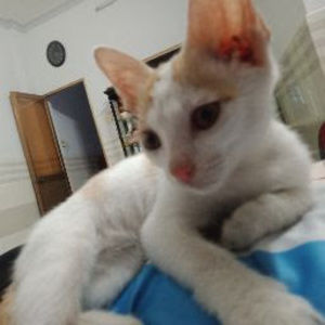 Meet your Posher, Chi